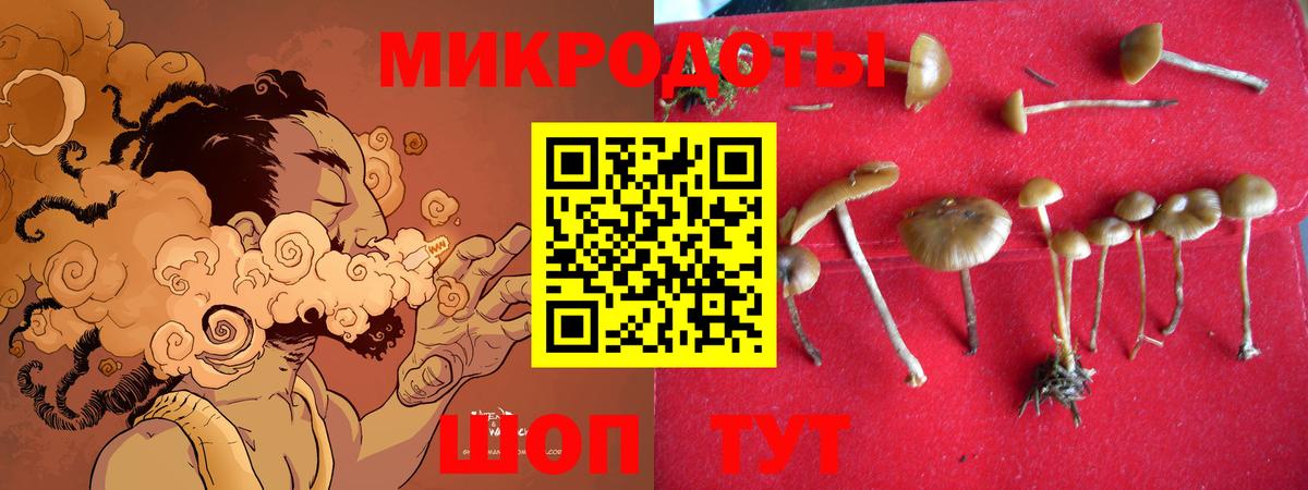 Галлюциногенные грибы Psilocybe Муравленко